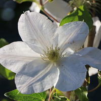 Clematis 'Madame Le Coultre' - Clematis 'Madame le Coultre'