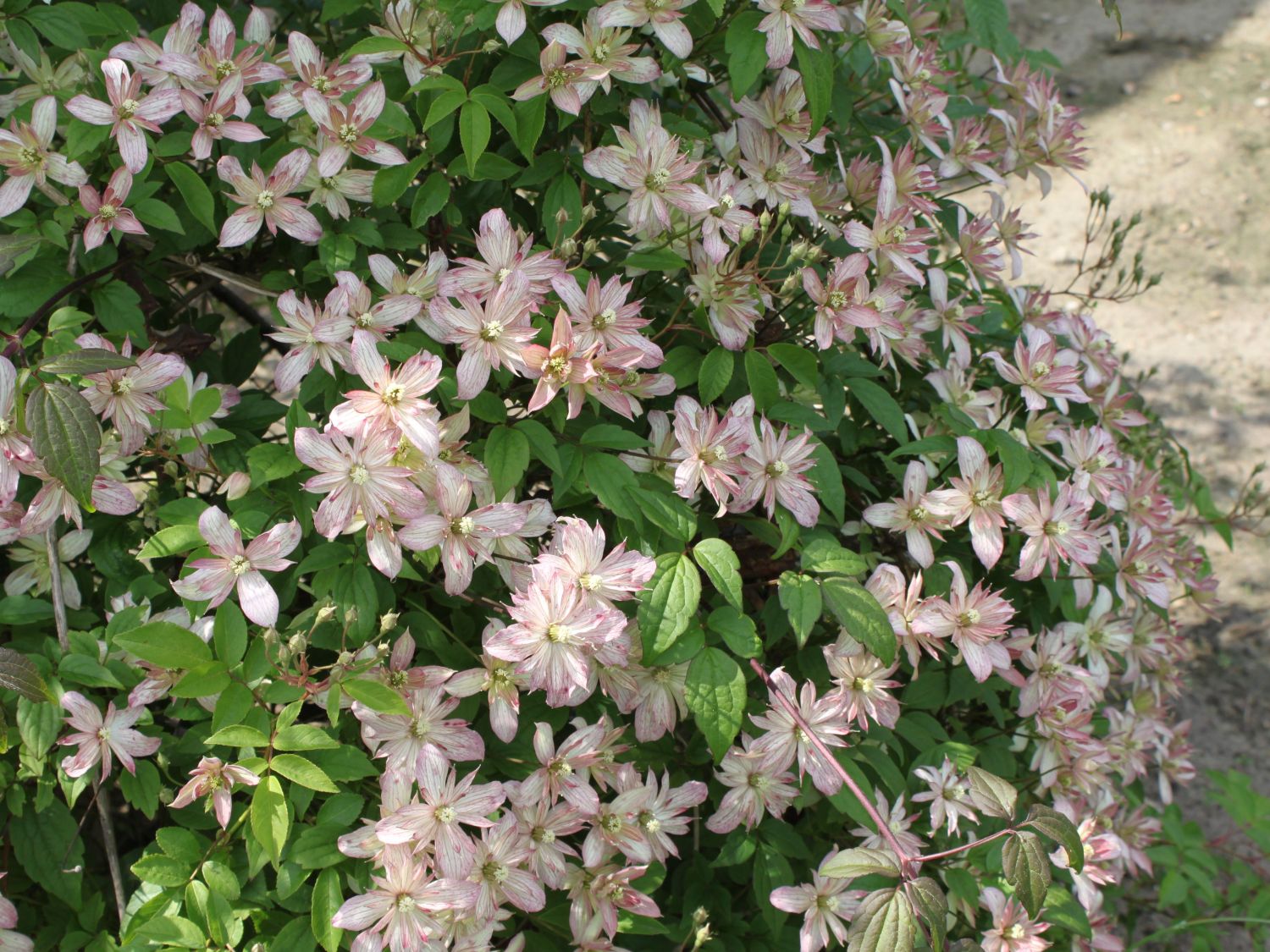 Waldreben (Clematis)