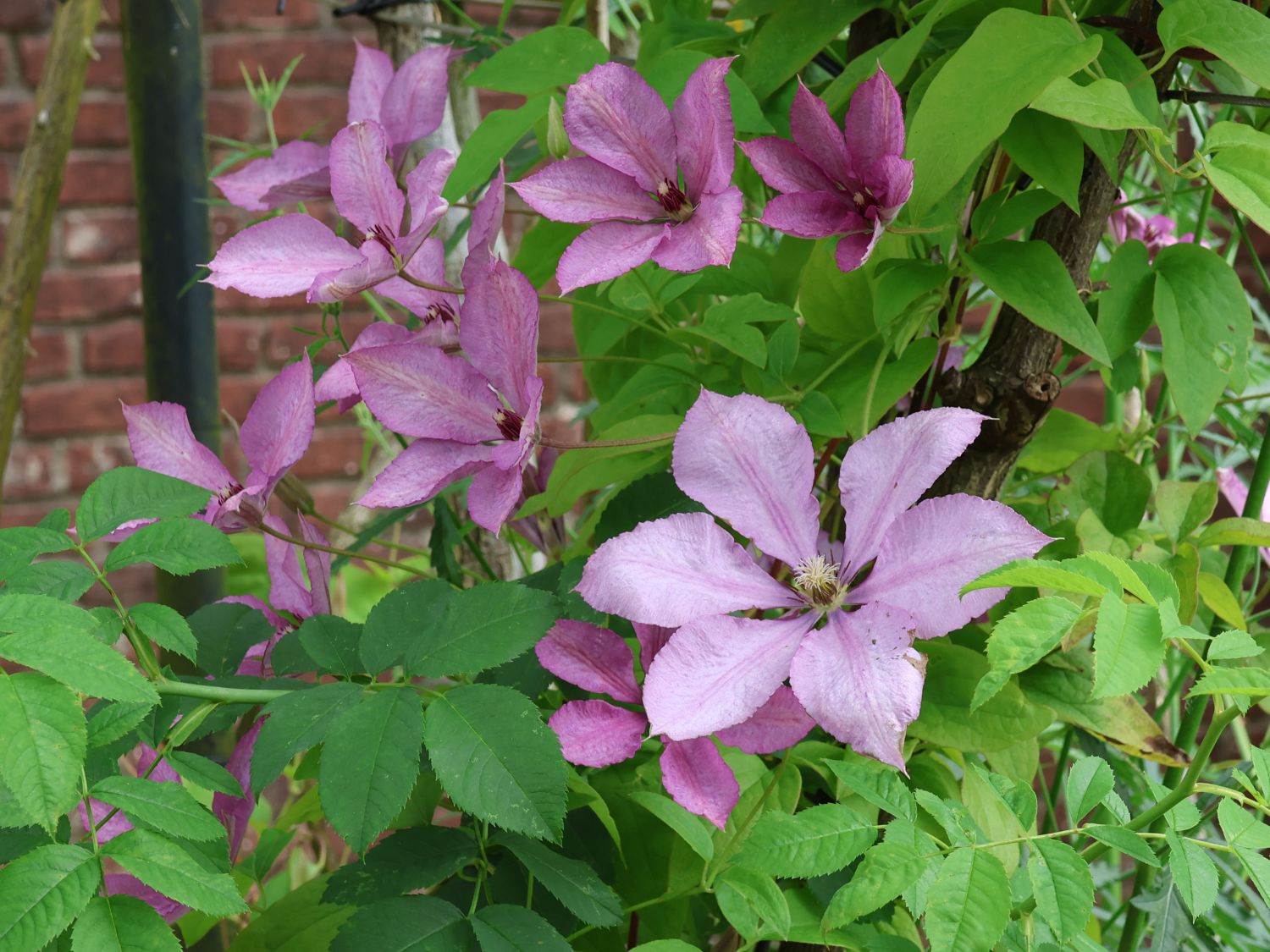 Clematis 'Margaret Hunt'