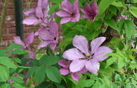 Clematis 'Margaret Hunt'
