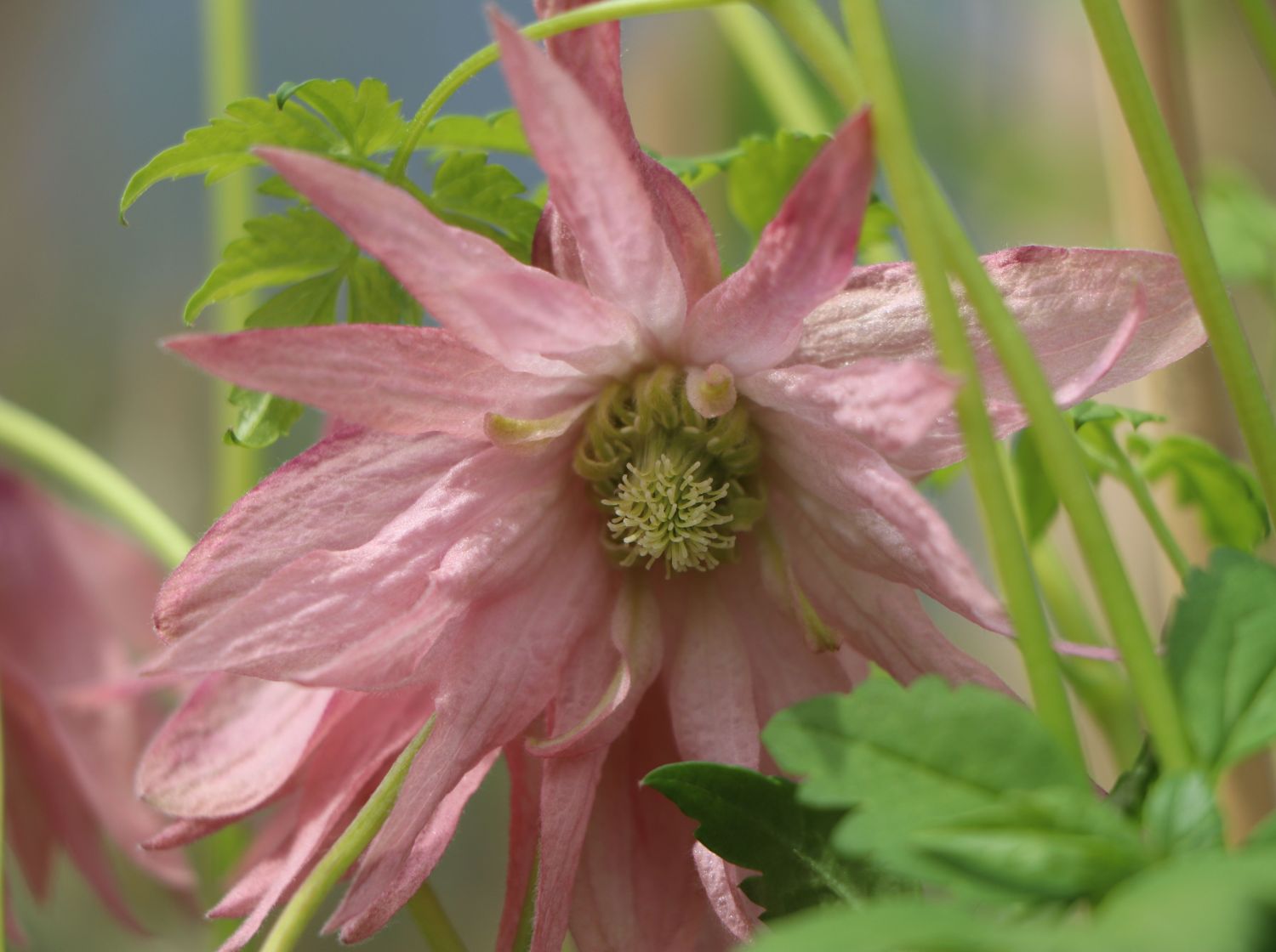 Clematis 'Markham's Pink' Clematis macropetala 'Markham's Pink