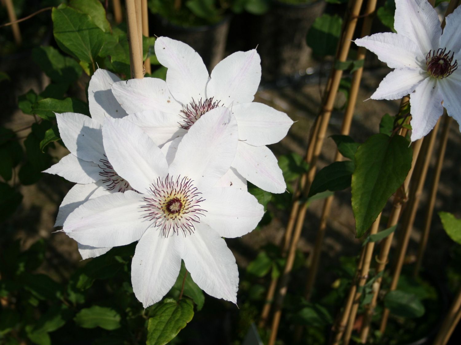 Clematis 'Matka Teresa'