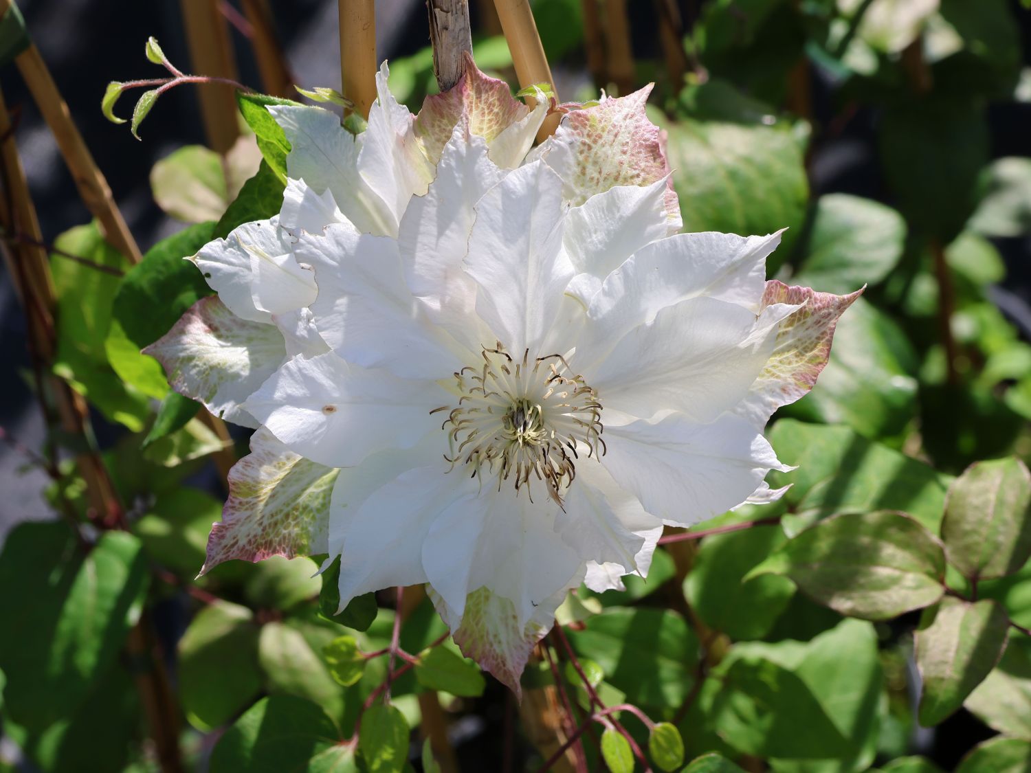 Clematis 'Midori'