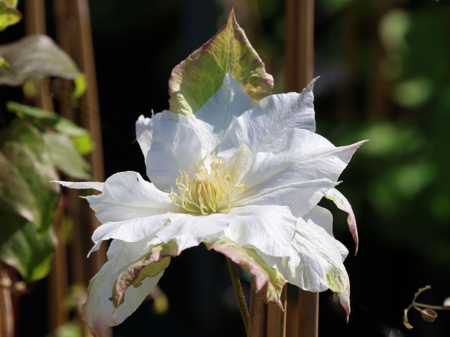 Clematis 'Midori' - Clematis 'Midori'