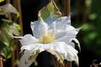 Clematis 'Midori' - Clematis 'Midori'