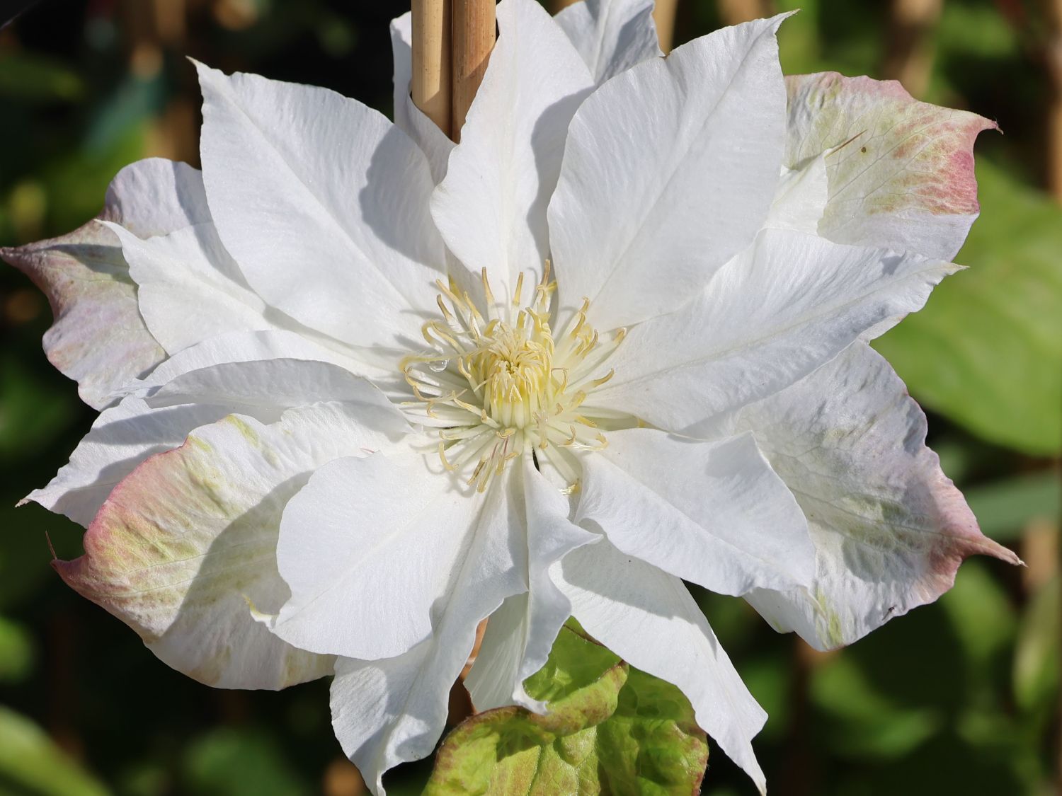Clematis 'Midori' - Clematis 'Midori'
