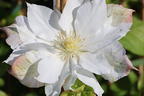 Clematis 'Midori' - Clematis 'Midori'