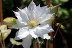 Clematis 'Midori' - Clematis 'Midori'