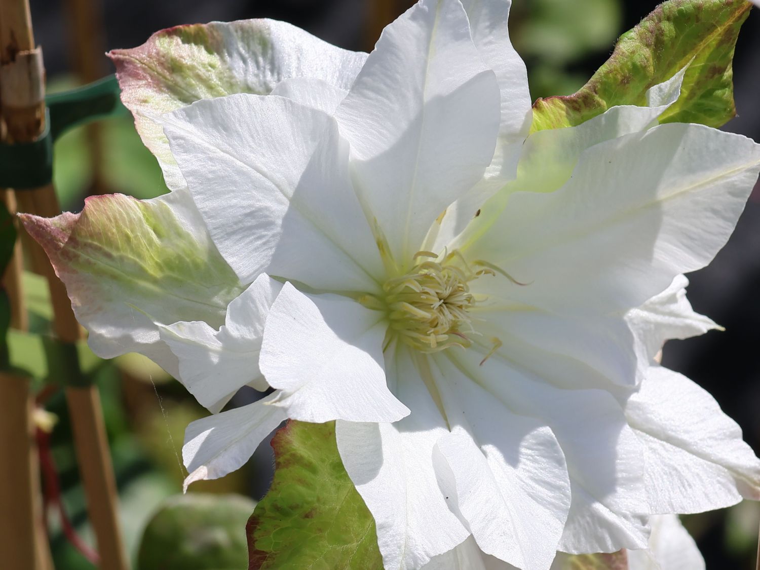 Clematis 'Midori' - Clematis 'Midori'