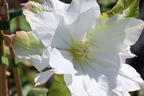 Clematis 'Midori' - Clematis 'Midori'