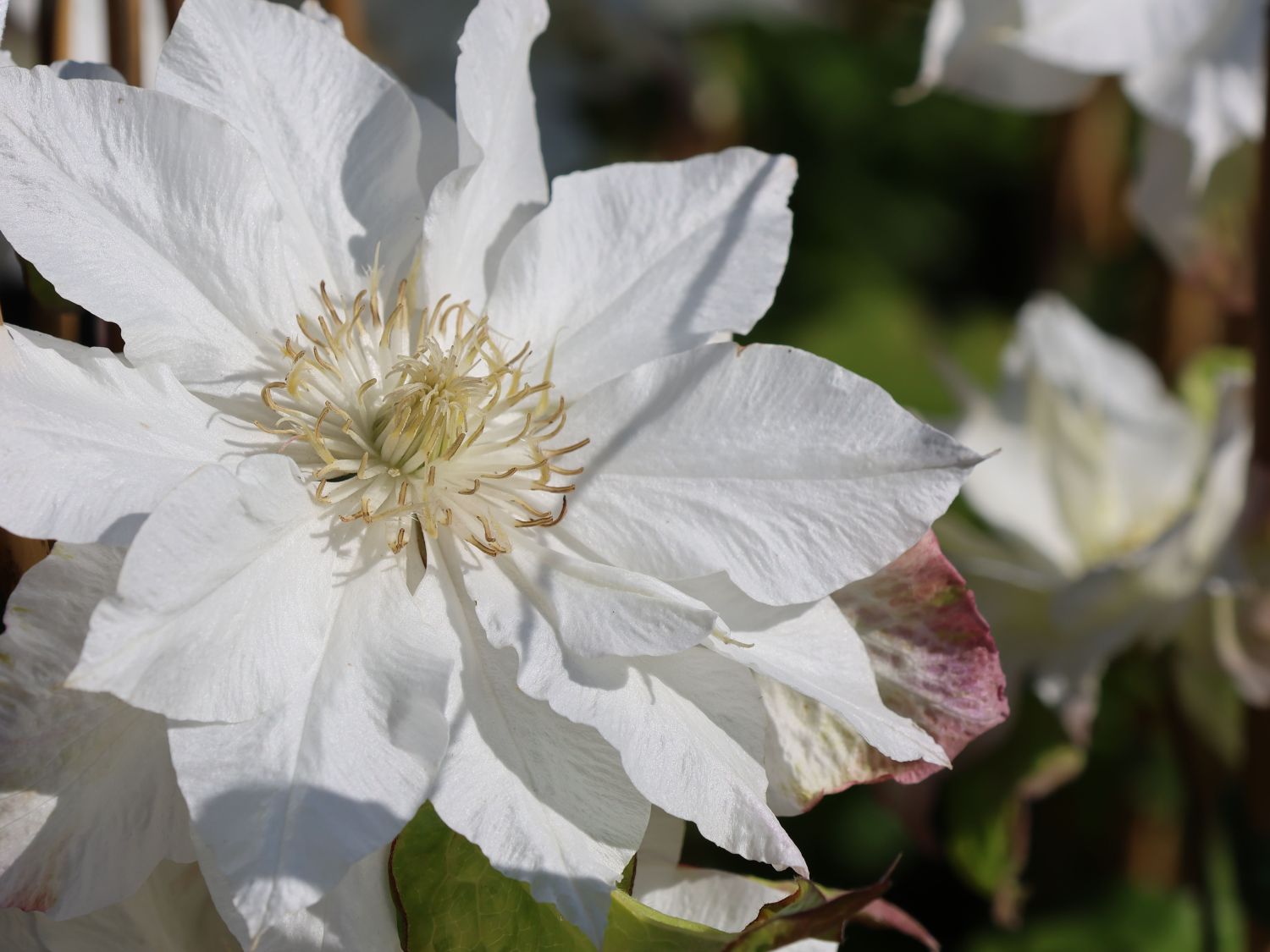 Clematis 'Midori' - Clematis 'Midori'