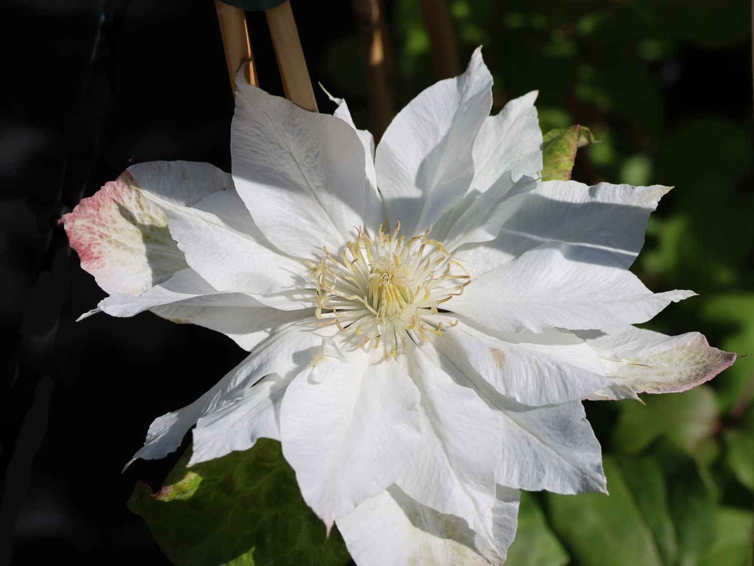 Clematis 'Midori' - Clematis 'Midori'
