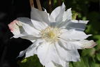 Clematis 'Midori' - Clematis 'Midori'