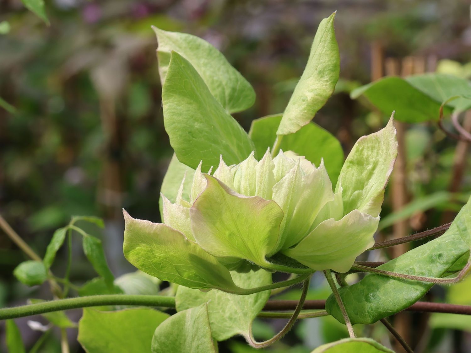 Clematis 'Midori' - Clematis 'Midori'
