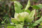Clematis 'Midori' - Clematis 'Midori'