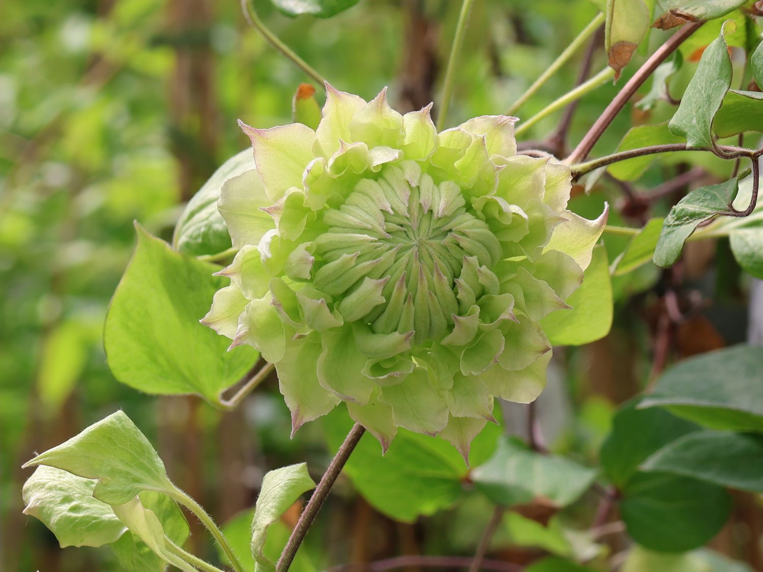 Clematis 'Midori' - Clematis 'Midori'