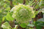 Clematis 'Midori' - Clematis 'Midori'