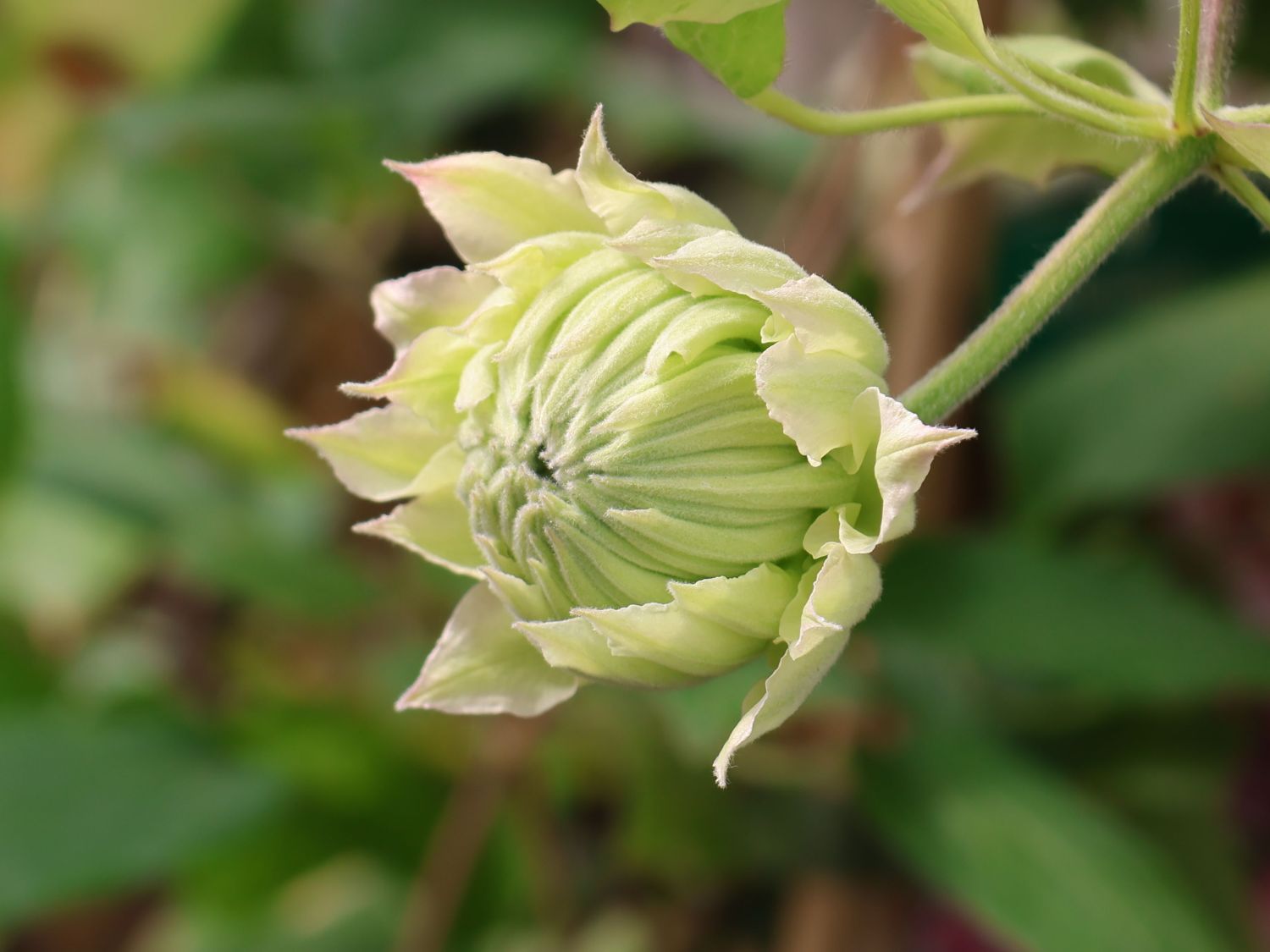 Clematis 'Midori' - Clematis 'Midori'