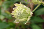 Clematis 'Midori' - Clematis 'Midori'