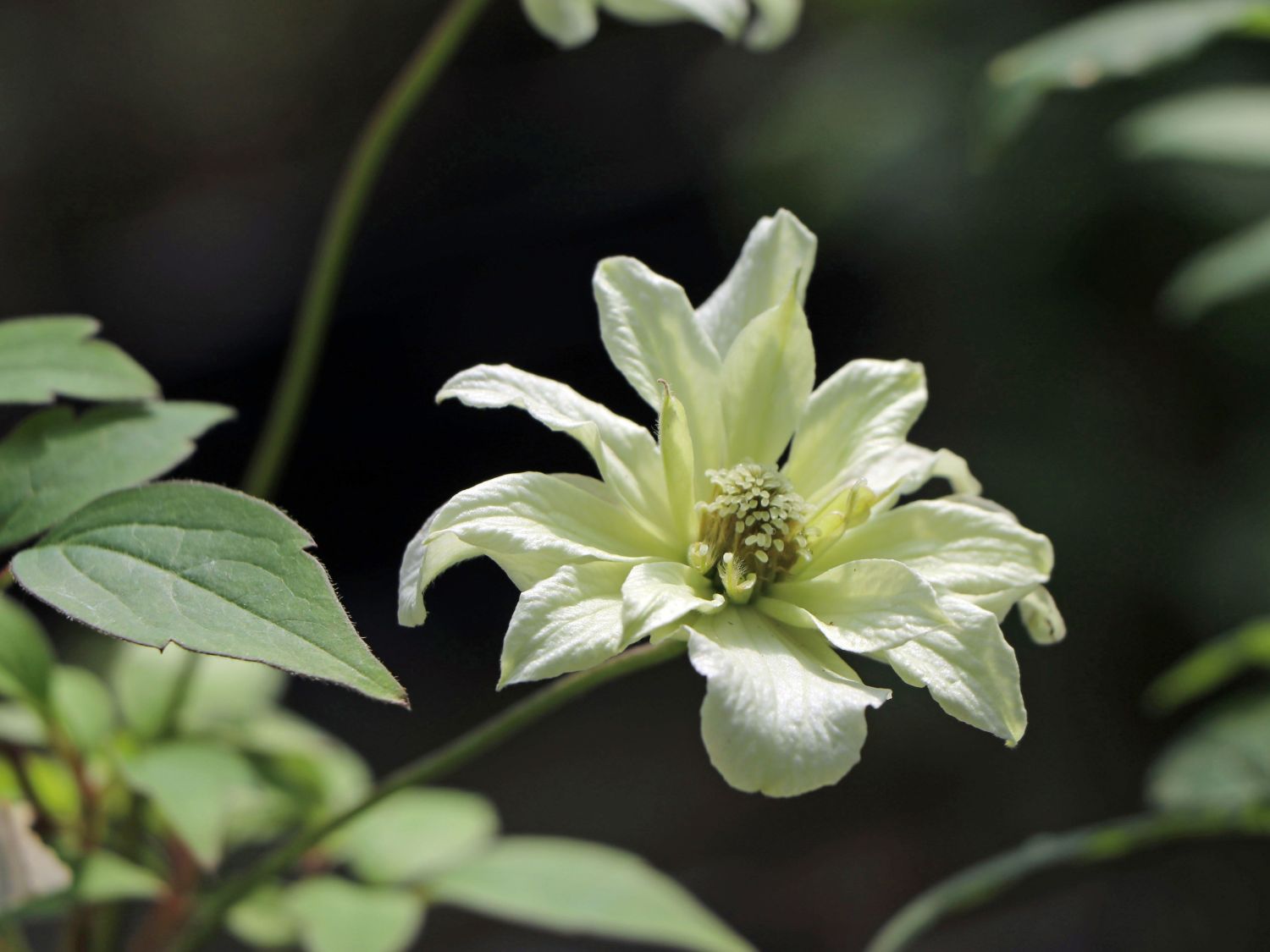 Clematis 'Morning Yellow' Clematis montana 'Morning Yellow