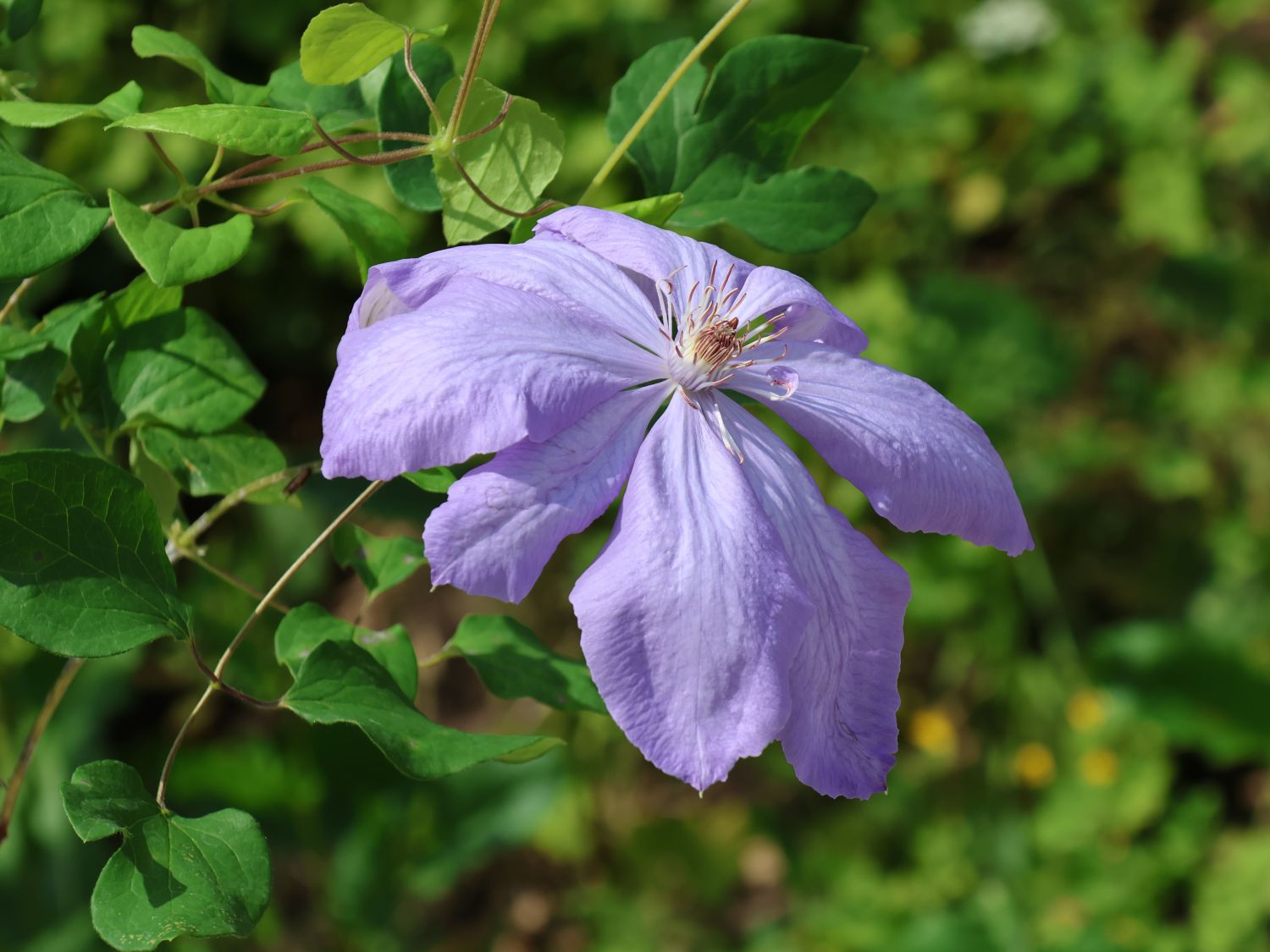 Clematis 'Mrs. Cholmondeley'