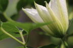 Clematis 'Mrs. George Jackman' - Clematis 'Mrs. George Jackman'