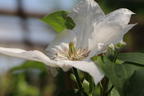 Clematis 'Mrs. George Jackman' - Clematis 'Mrs. George Jackman'