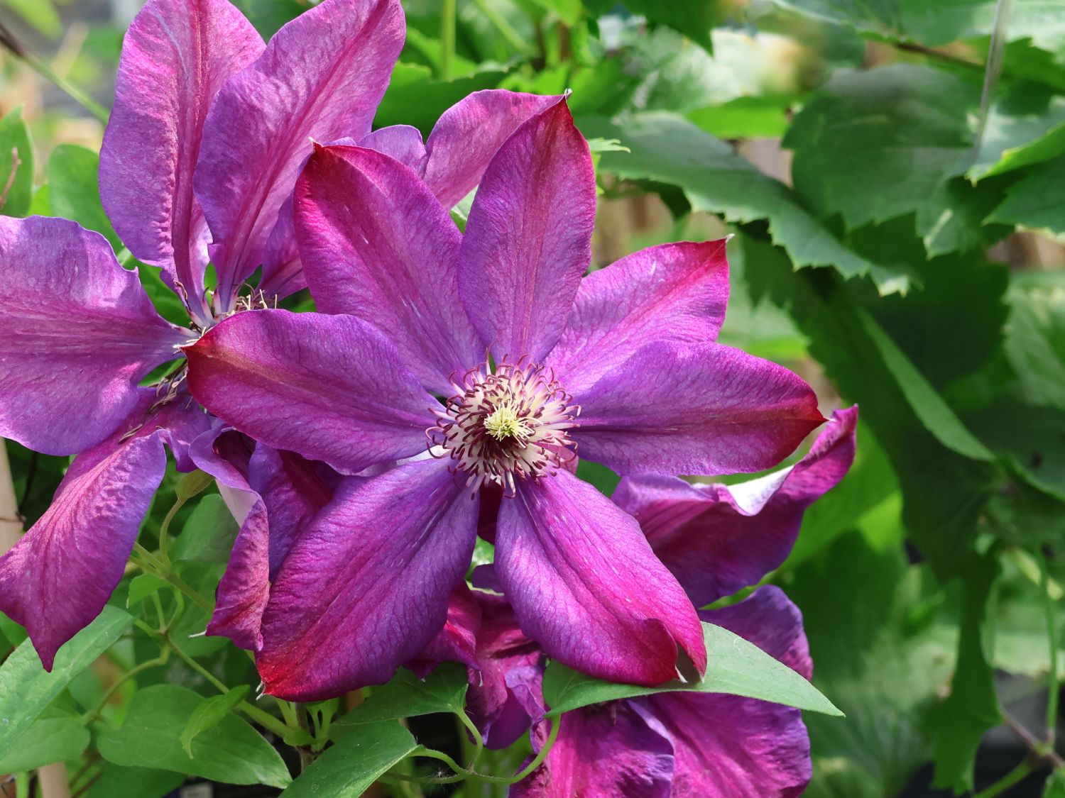 Clematis 'Mrs. N. Thompson'