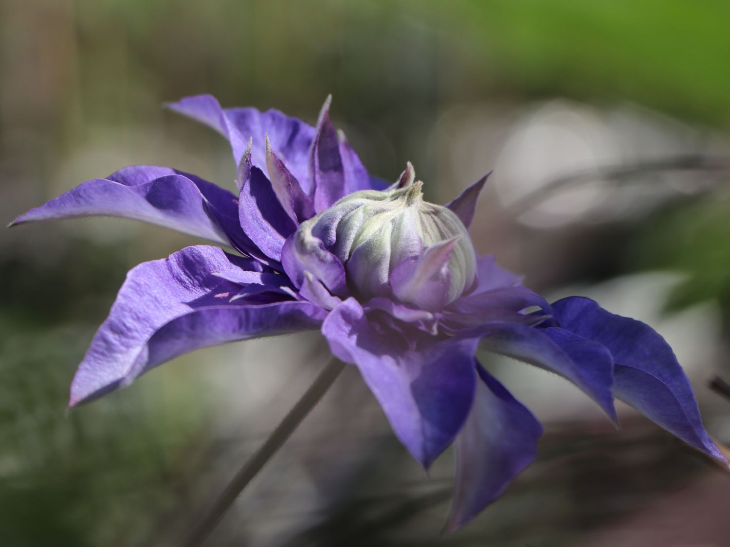 Clematis 'Multi Blue' - Clematis 'Multi Blue'
