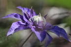 Clematis 'Multi Blue' - Clematis 'Multi Blue'
