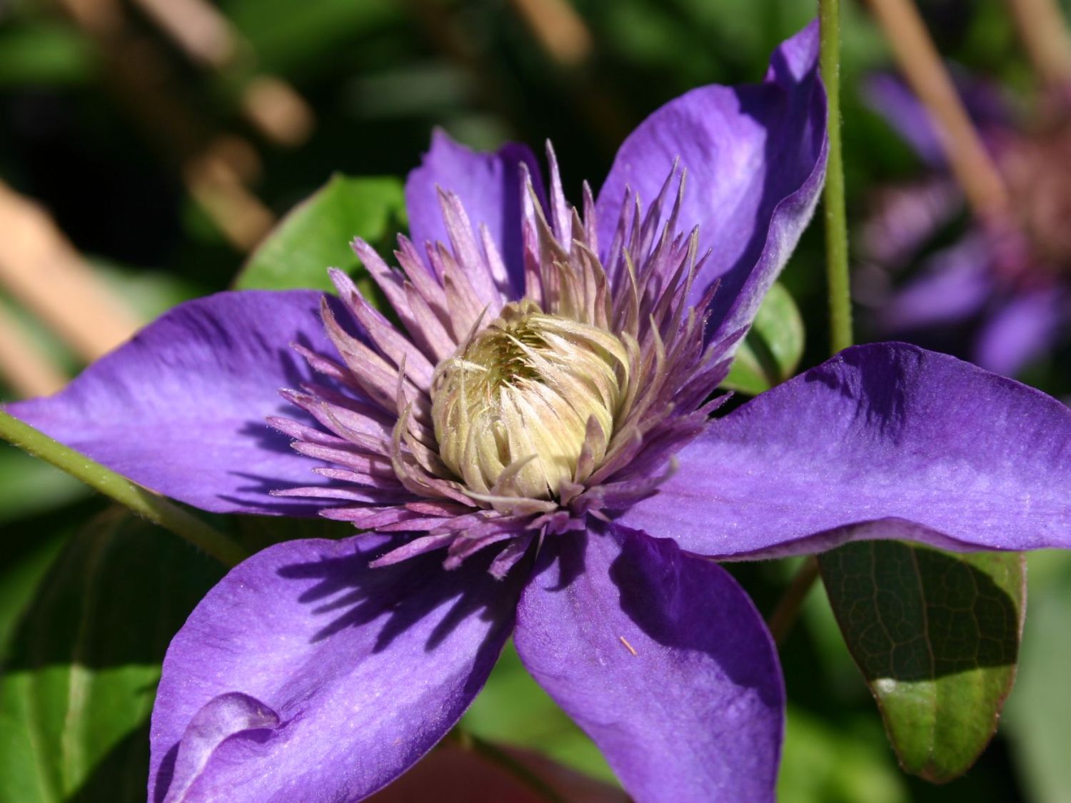 Clematis 'Multi Blue' - Clematis 'Multi Blue'