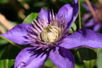 Clematis 'Multi Blue' - Clematis 'Multi Blue'