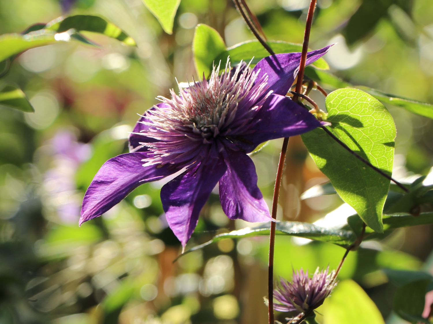 Clematis 'Multi Blue' - Clematis 'Multi Blue'