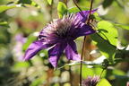 Clematis 'Multi Blue' - Clematis 'Multi Blue'