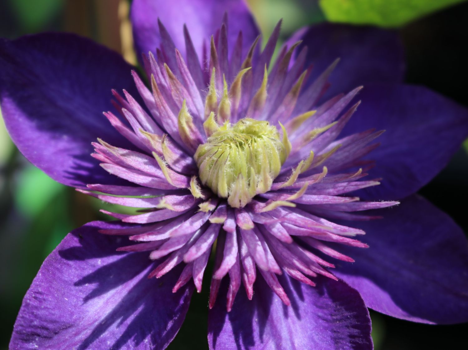 Clematis 'Multi Blue' - Clematis 'Multi Blue'