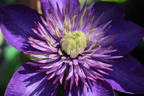 Clematis 'Multi Blue' - Clematis 'Multi Blue'