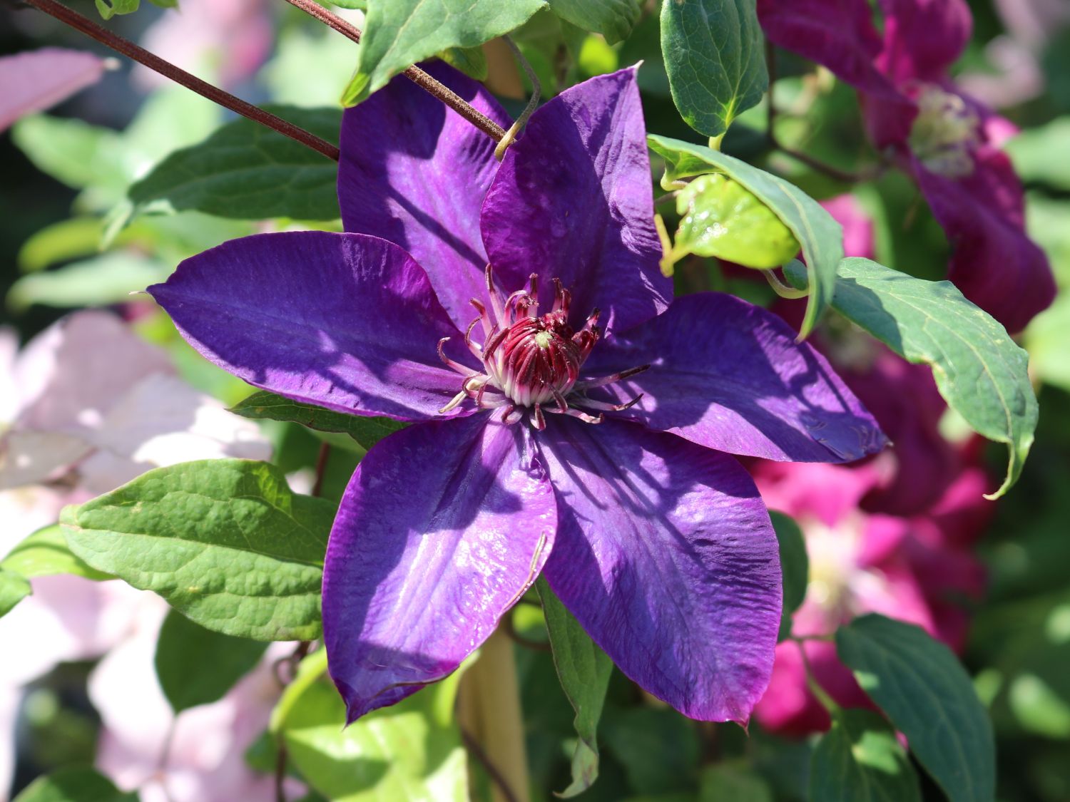 Clematis 'Multi Blue' - Clematis 'Multi Blue'