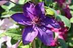 Clematis 'Multi Blue' - Clematis 'Multi Blue'