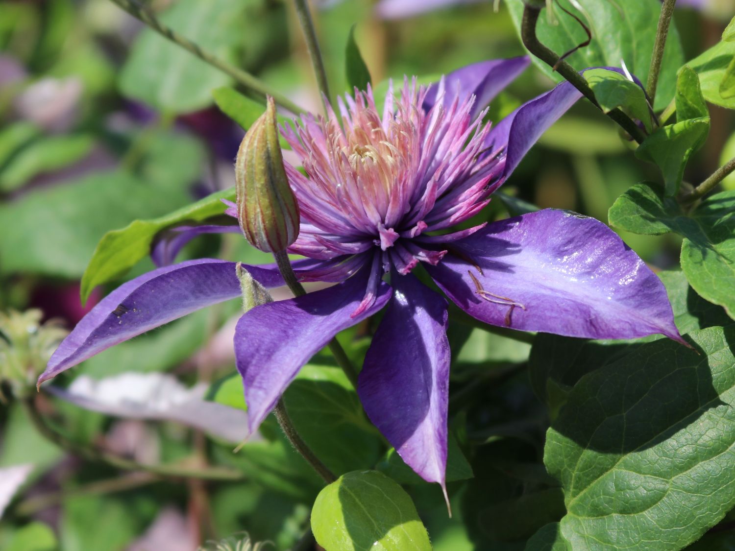 Clematis 'Multi Blue' - Clematis 'Multi Blue'
