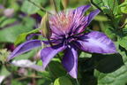 Clematis 'Multi Blue' - Clematis 'Multi Blue'