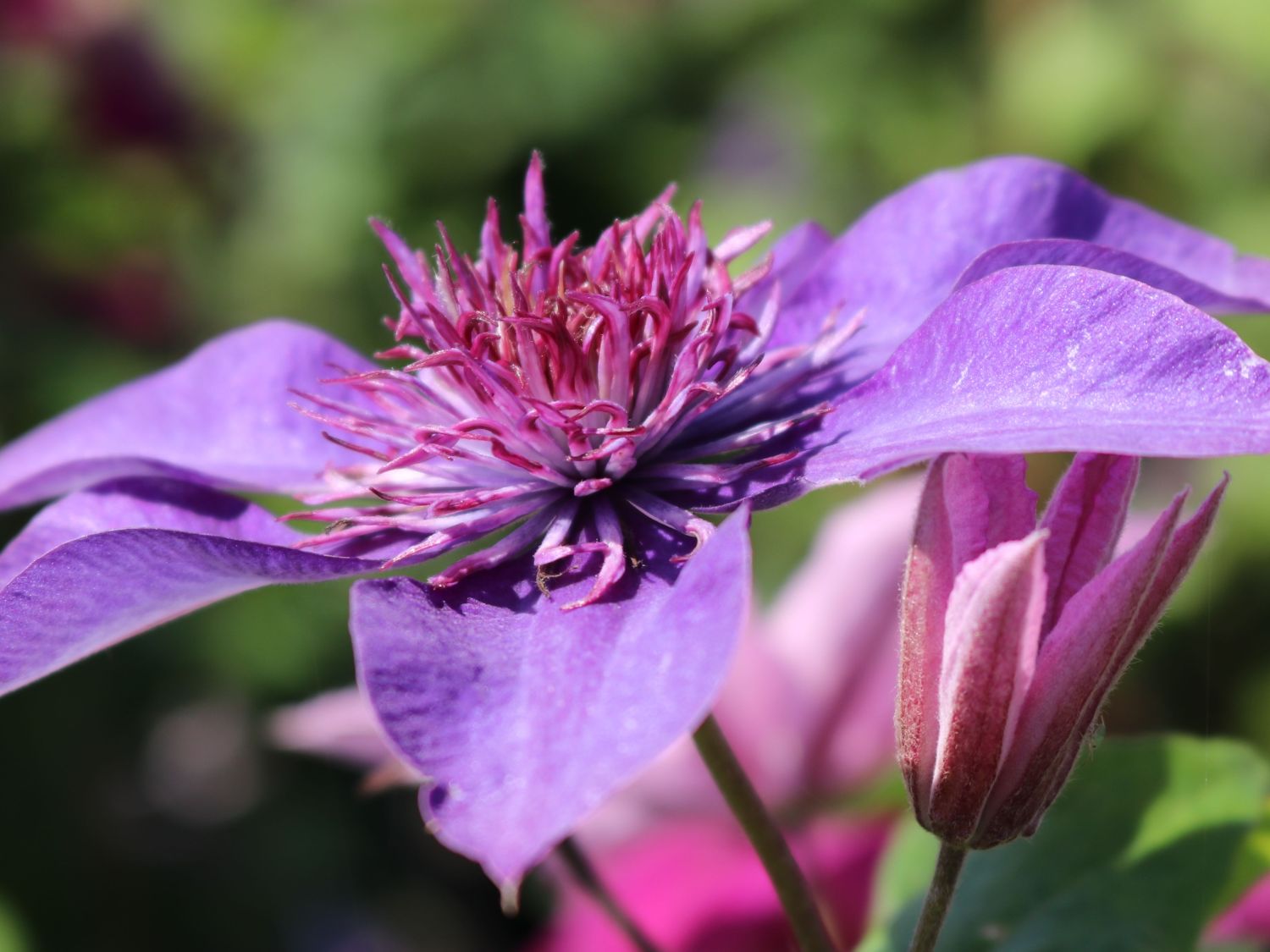 Clematis 'Multi Blue' - Clematis 'Multi Blue'