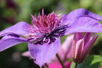 Clematis 'Multi Blue' - Clematis 'Multi Blue'