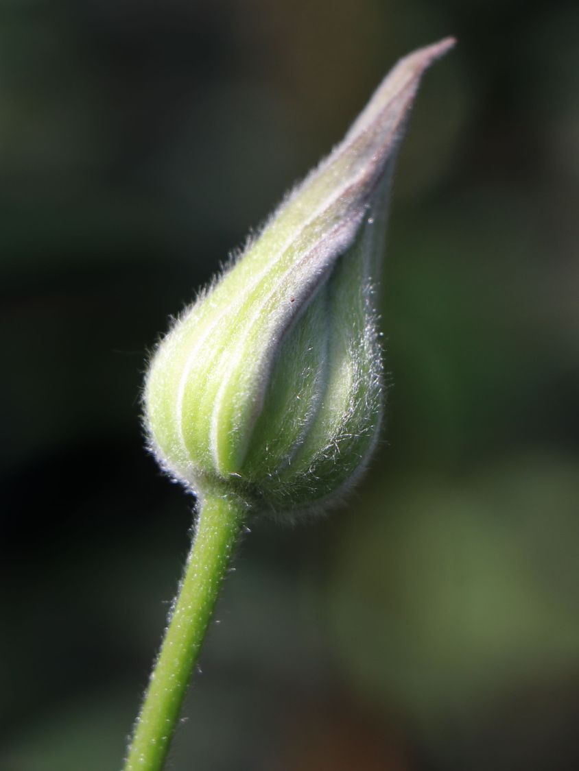 Clematis 'Multi Blue' - Clematis 'Multi Blue'