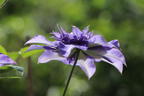 Clematis 'Multi Blue' - Clematis 'Multi Blue'