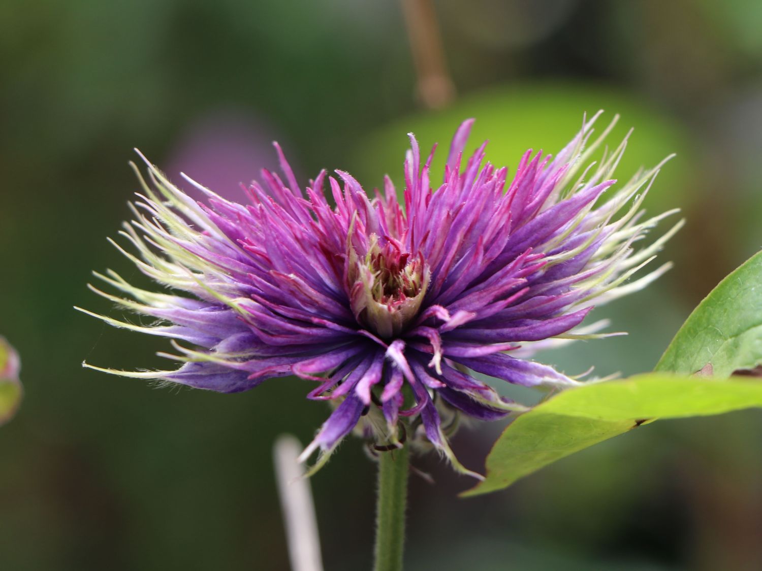 Clematis 'Multi Blue' - Clematis 'Multi Blue'