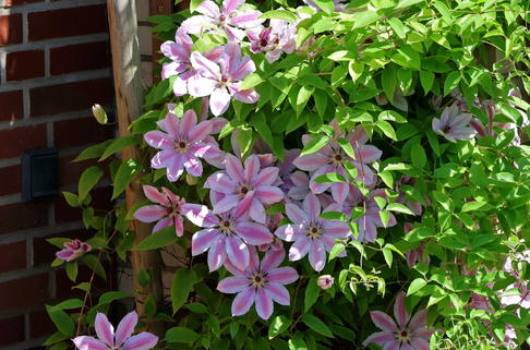 Clematis 'Nelly Moser' - Clematis 'Nelly Moser'