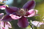 Clematis 'Nelly Moser' - Clematis 'Nelly Moser'