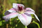 Clematis 'Nelly Moser' - Clematis 'Nelly Moser'