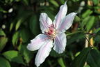 Clematis 'Nelly Moser' - Clematis 'Nelly Moser'