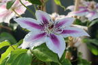 Clematis 'Nelly Moser' - Clematis 'Nelly Moser'